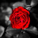 A vibrant red rose blossom and bud stand out against a grayscale background of leaves and foliage.