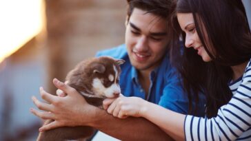 A young couple smiles at a brown and white husky puppy being held in their hands.
