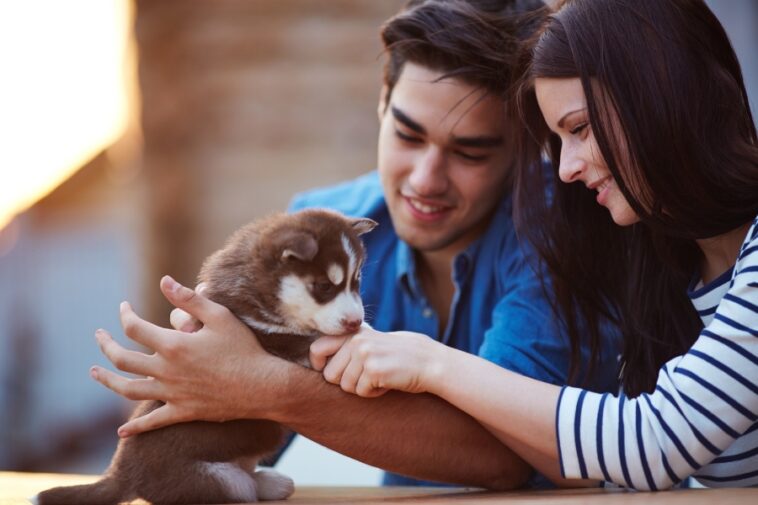 A young couple smiles at a brown and white husky puppy being held in their hands.